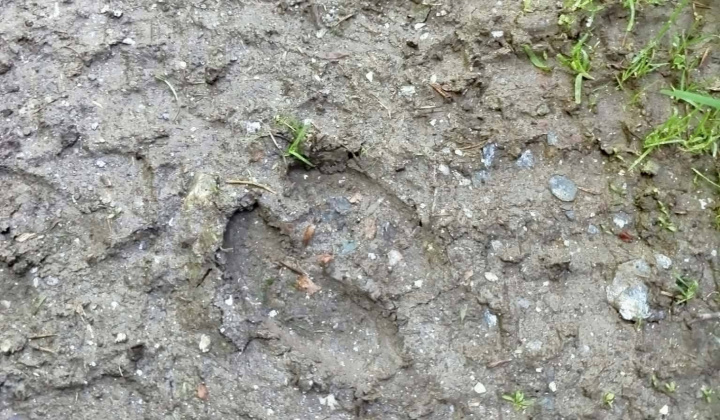 Akcie / Škola v prírode - Hrádok - foto