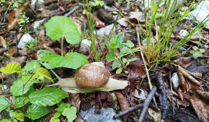 Akcie / Škola v prírode - Hrádok - foto
